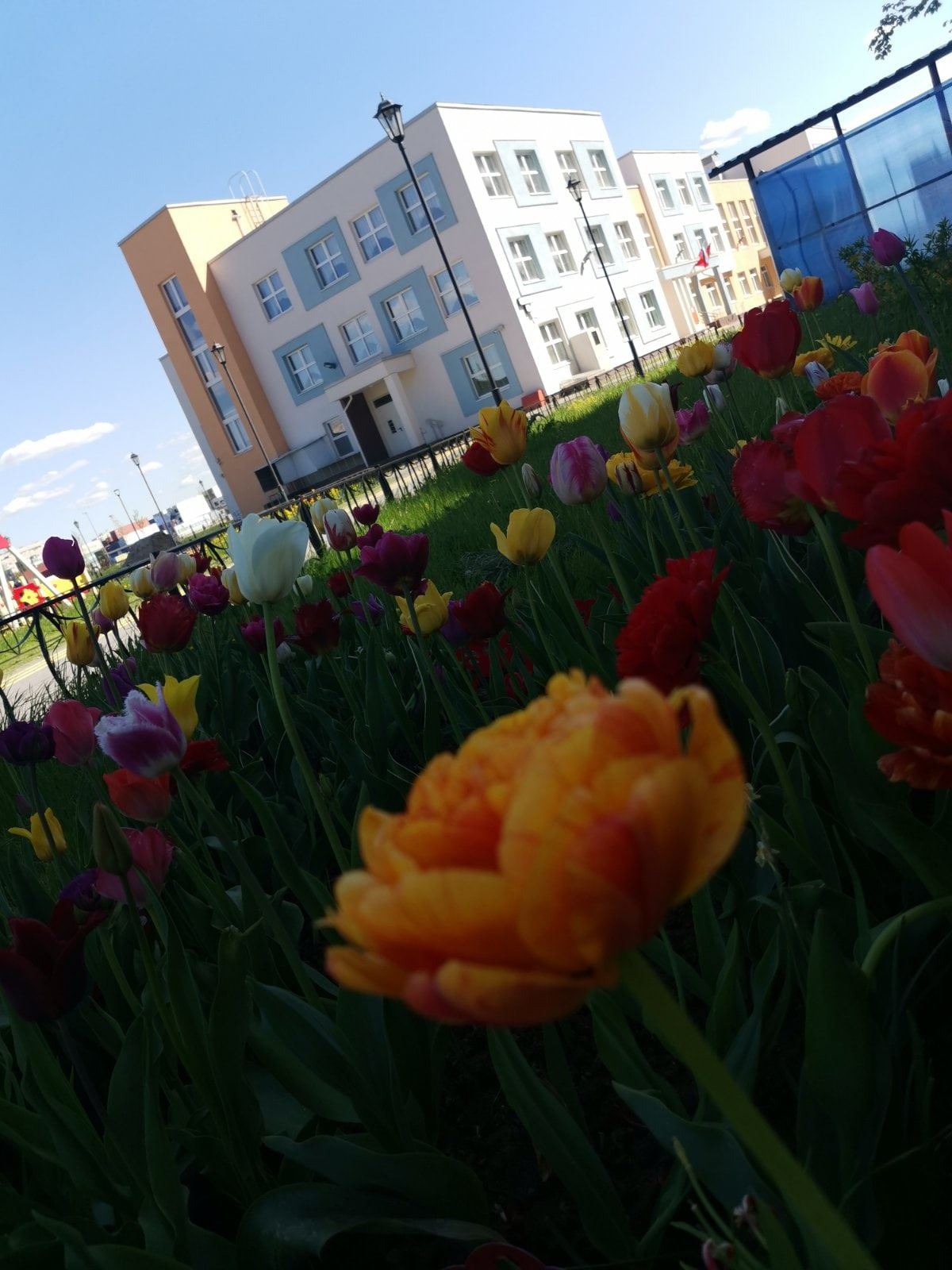 Фото детский сад тюльпаны